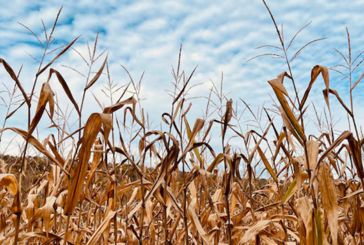 Heat stressed crops in dry field