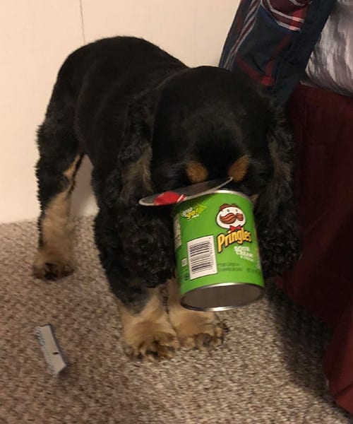 Pets Caught Stealing Food