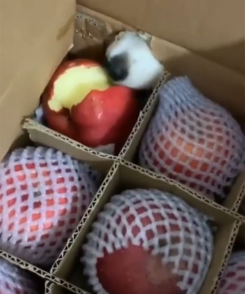 Pets Caught Stealing Food