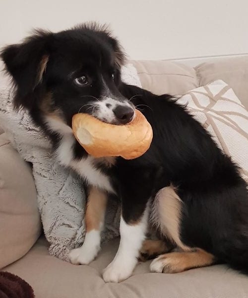 Pets Caught Stealing Food