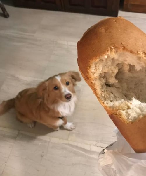 Animals Sneaking Snacks Red-Handed
