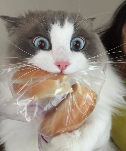 Animals Sneaking Snacks Red-Handed