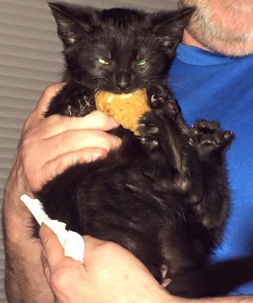 Pets Caught Stealing Food