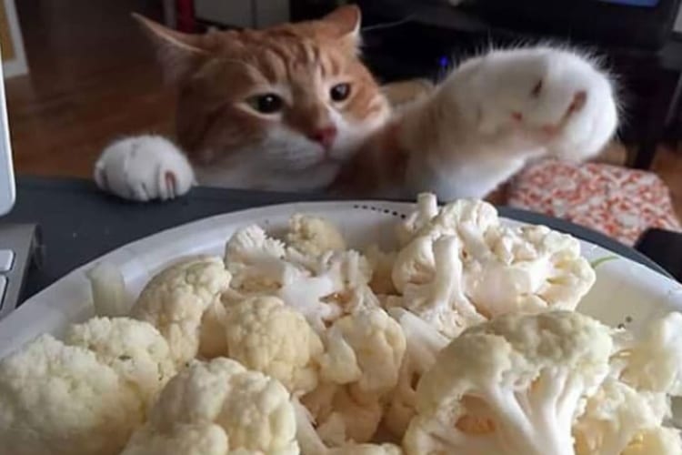 Pets Caught Stealing Food