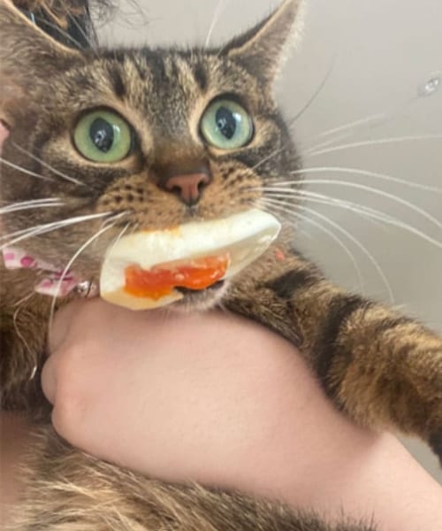 Pets Caught Stealing Food