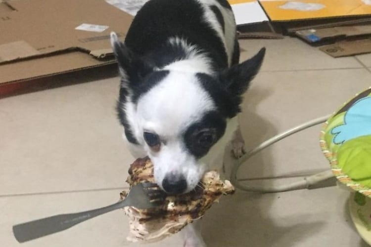 Pets Caught Stealing Food