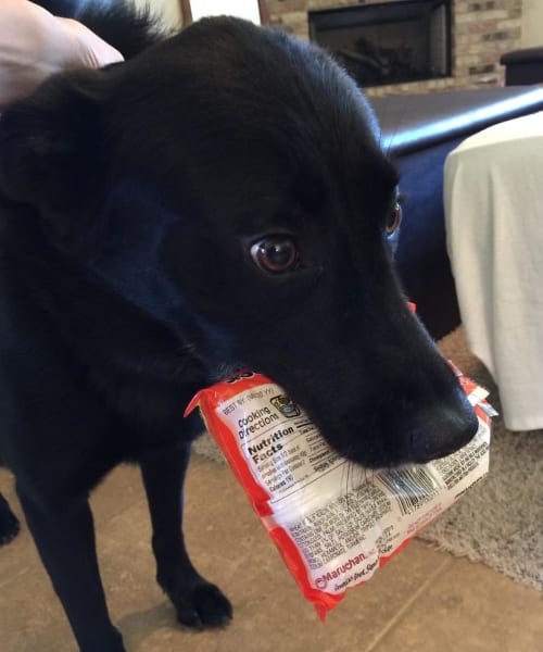 Animals Sneaking Snacks Red-Handed