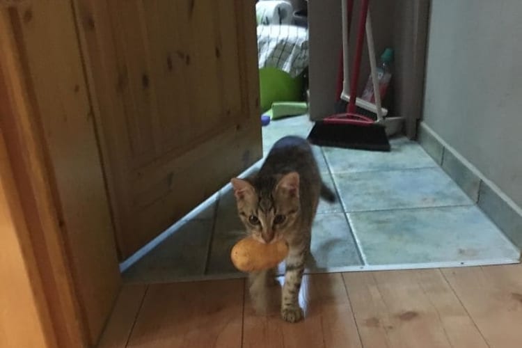 Animals Sneaking Snacks Red-Handed