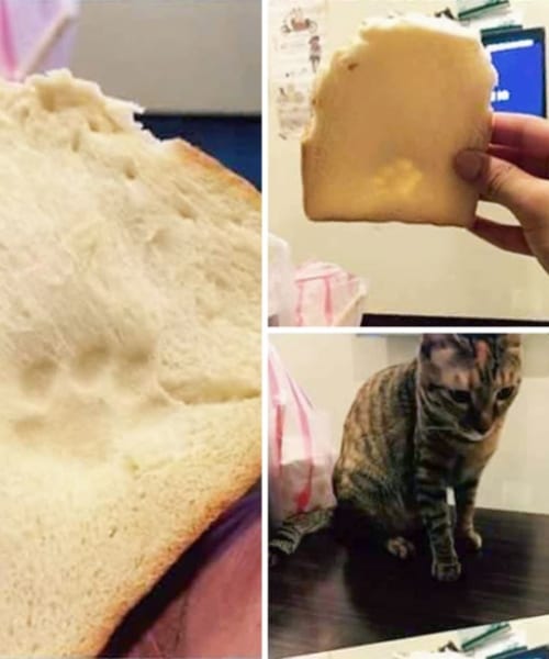 Animals Sneaking Snacks Red-Handed