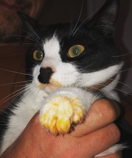 Pets Caught Stealing Food