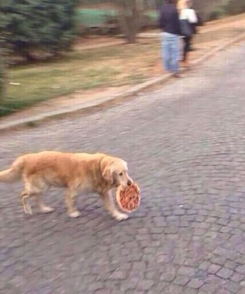 Pets Caught Stealing Food