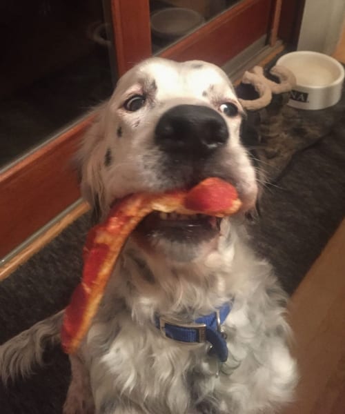 Animals Sneaking Snacks Red-Handed