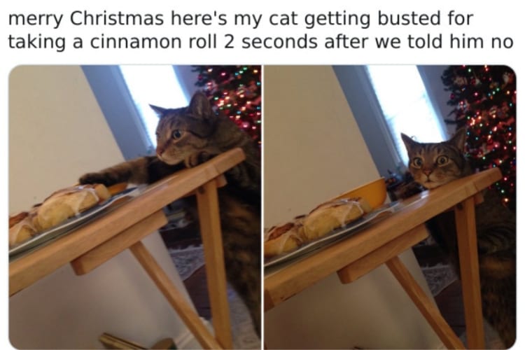 Pets Caught Stealing Food