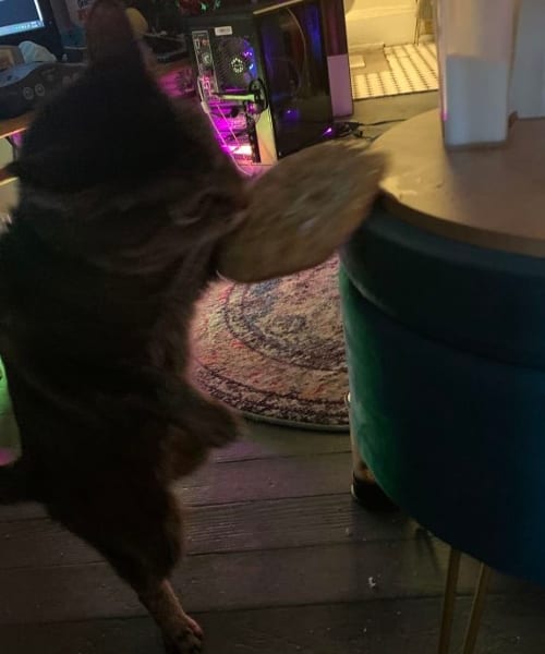 Pets Caught Stealing Food