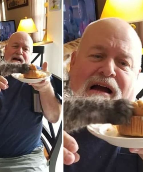 Pets Caught Stealing Food