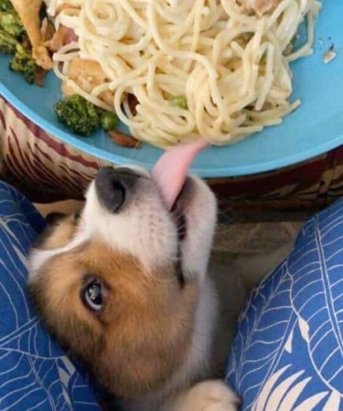 Pets Caught Stealing Food
